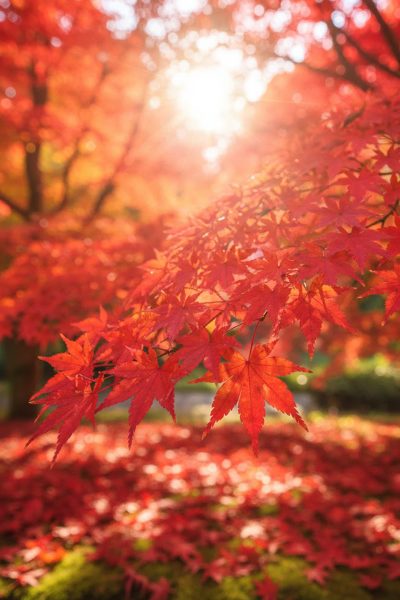 日本の秋を染める、三つの紅葉